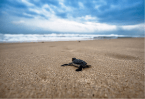 Sea Turtle
