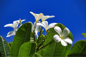 Cook Islands Flowers