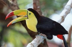 Toucan Bird