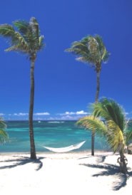 Nevis palm tree beach