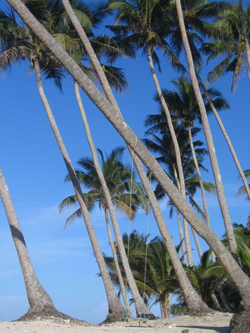 Samoan Palms